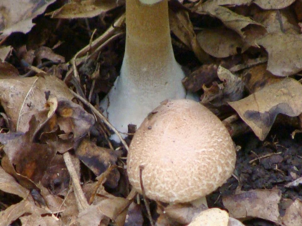 Macrolepiota mastoidea DSC24961