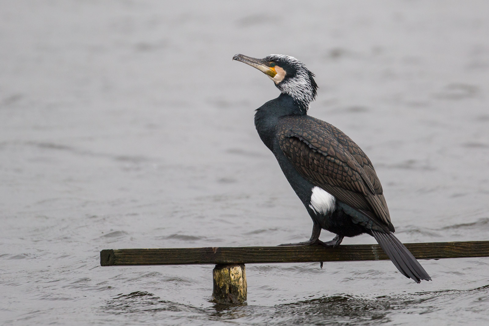 Darley Dale Wildlife Continental race of Cormorant Ogston Reservoir