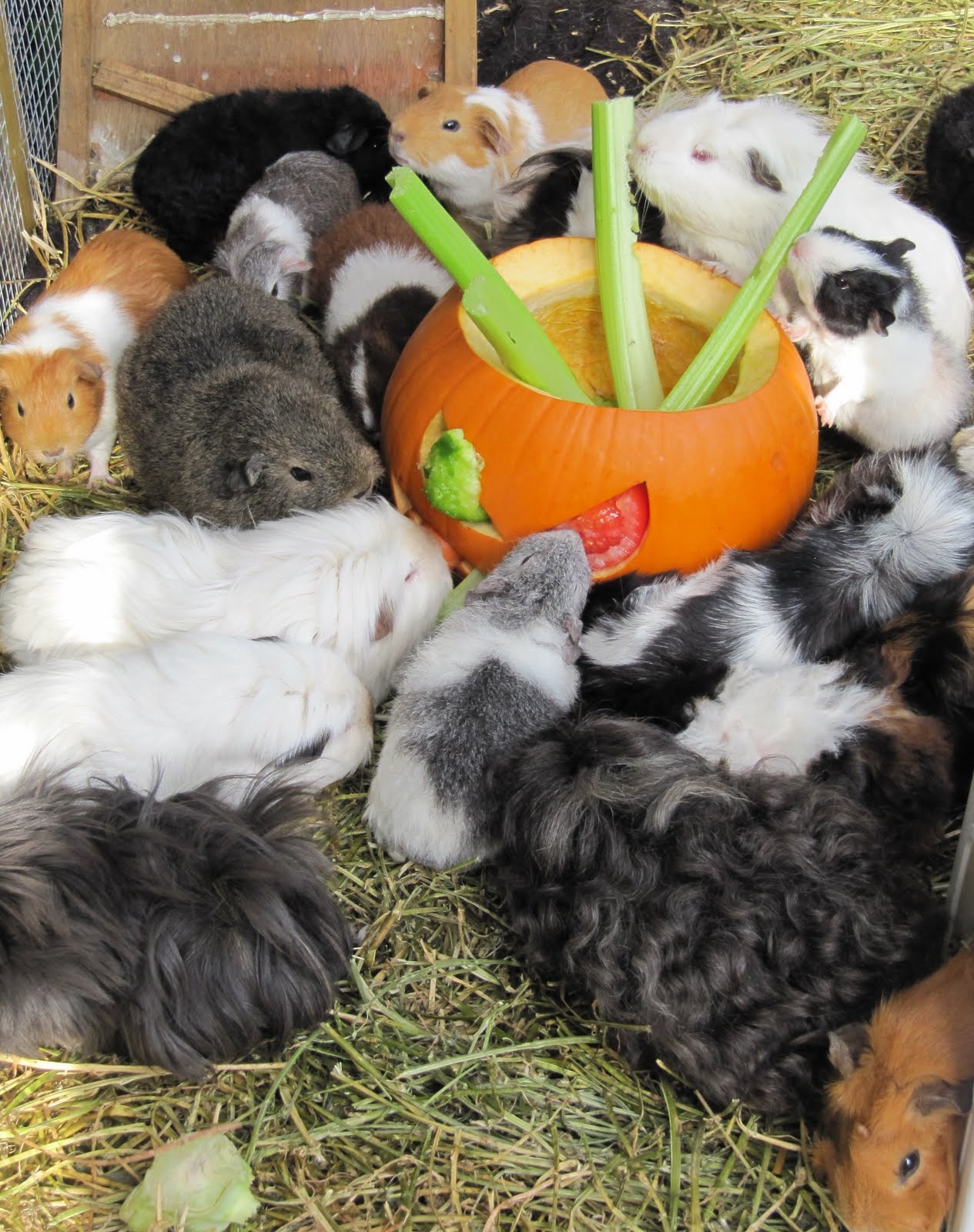 All Things Guinea Pig Pumpkin Surprise