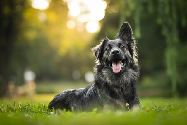 A mixed breed German Shepherd dog lies in a field, looking happy