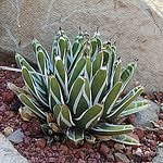 I love this agave
