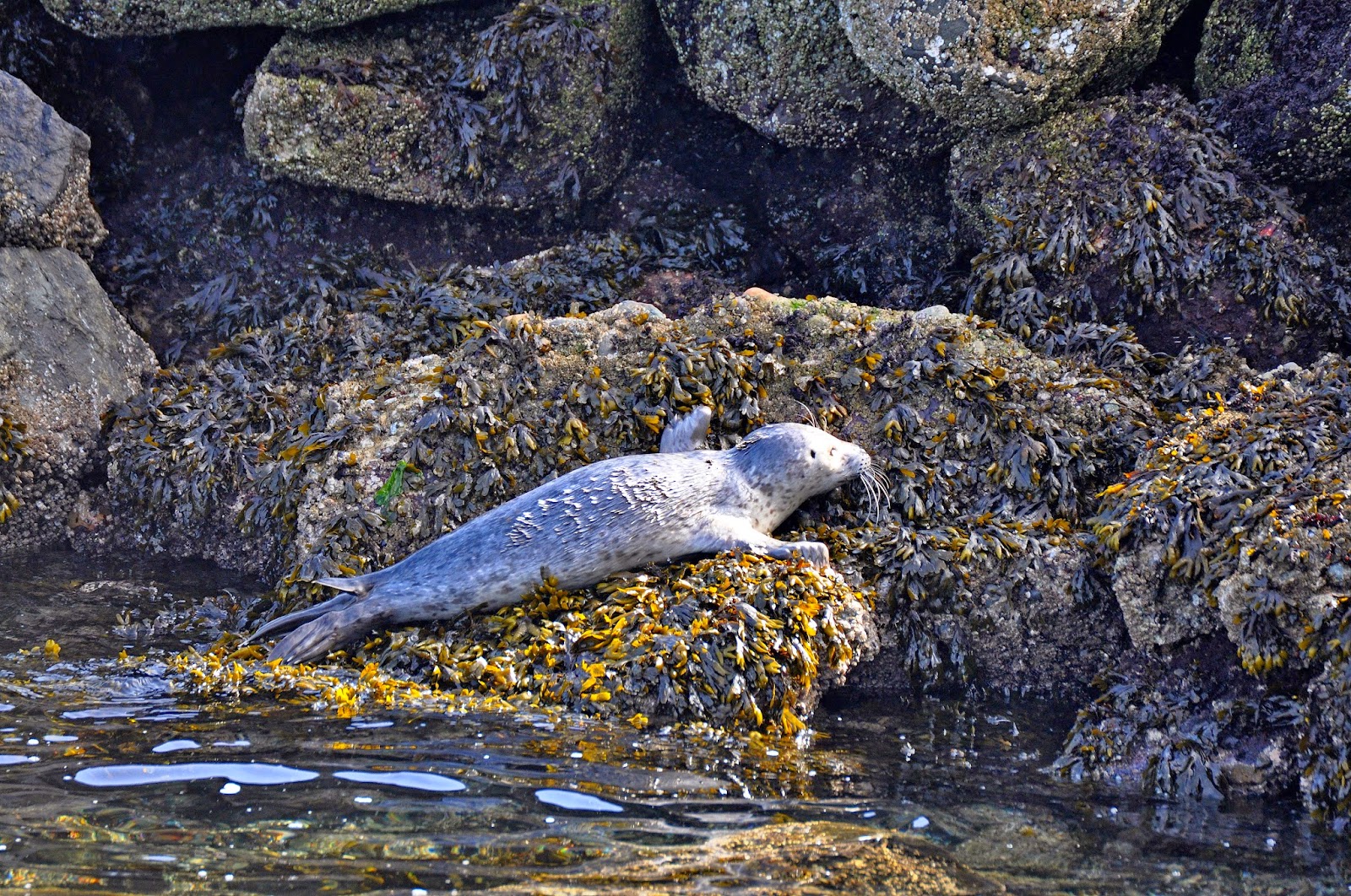Buzz's Marine Life of Puget Sound: AUTUMN AND SEA PUPS....AND ADULTS