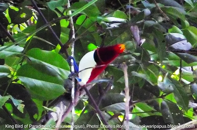 Burung Surga Raja di hutan hujan tropis Manokwari.