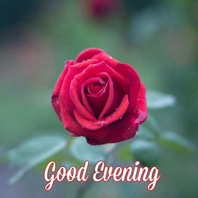 good evening flowers good evening flowers