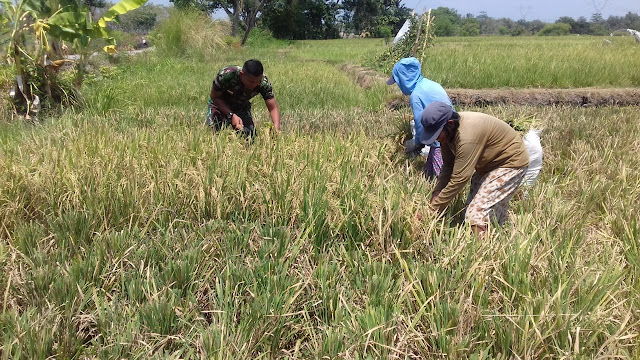Babinsa Koramil 23/Ceper Tetap Semangat Mendampingi Petani Panen Padi