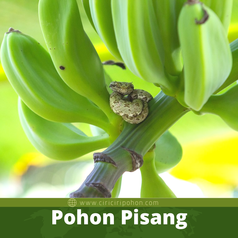 Pohon Pisang