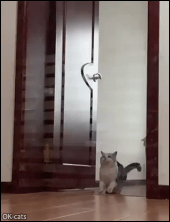 Cat Fail GIF • Level up challenge • Chubby cat tries to jump over invisible wall but gets stuck on it haha Cat Fail GIF • Level up challenge • Chubby cat tries to jump over invisible wall but gets stuck on it haha