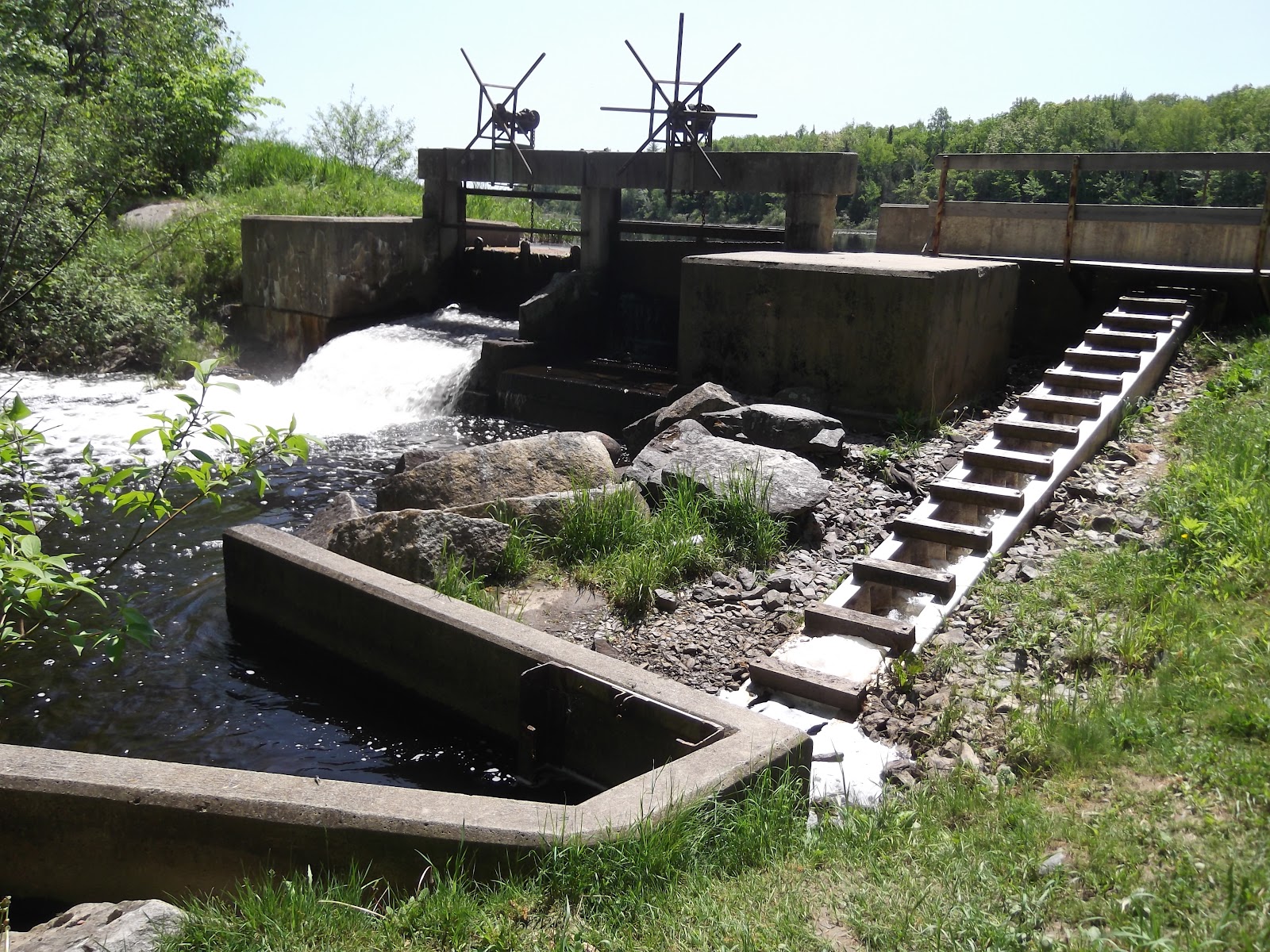2012 Fish Big Year River Herring in Maine
