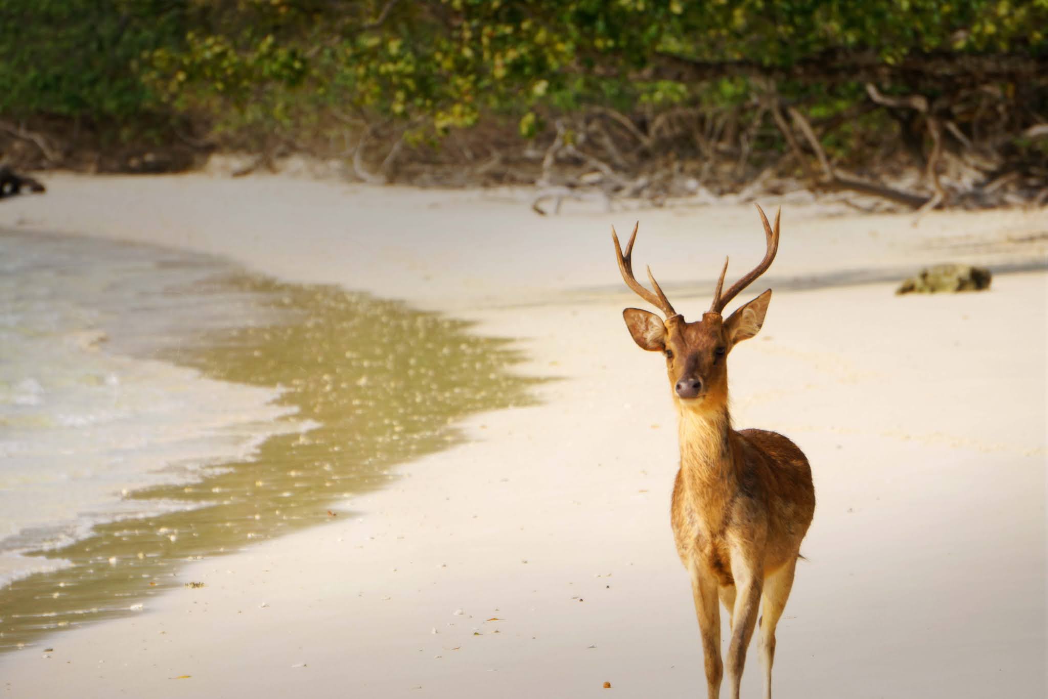 Menyusuri Pantai Bersama Rusa Liar di Pulau Peucang
