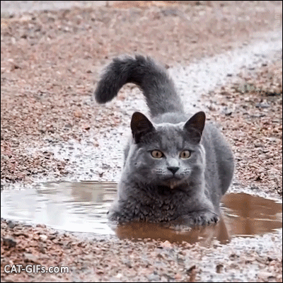 Crazy Cat GIF • Amazing Russian blue Cat breaking the rules, playing in puddles like a dirty døg Crazy Cat GIF • Amazing Russian blue Cat breaking the rules, playing in puddles like a dirty døg