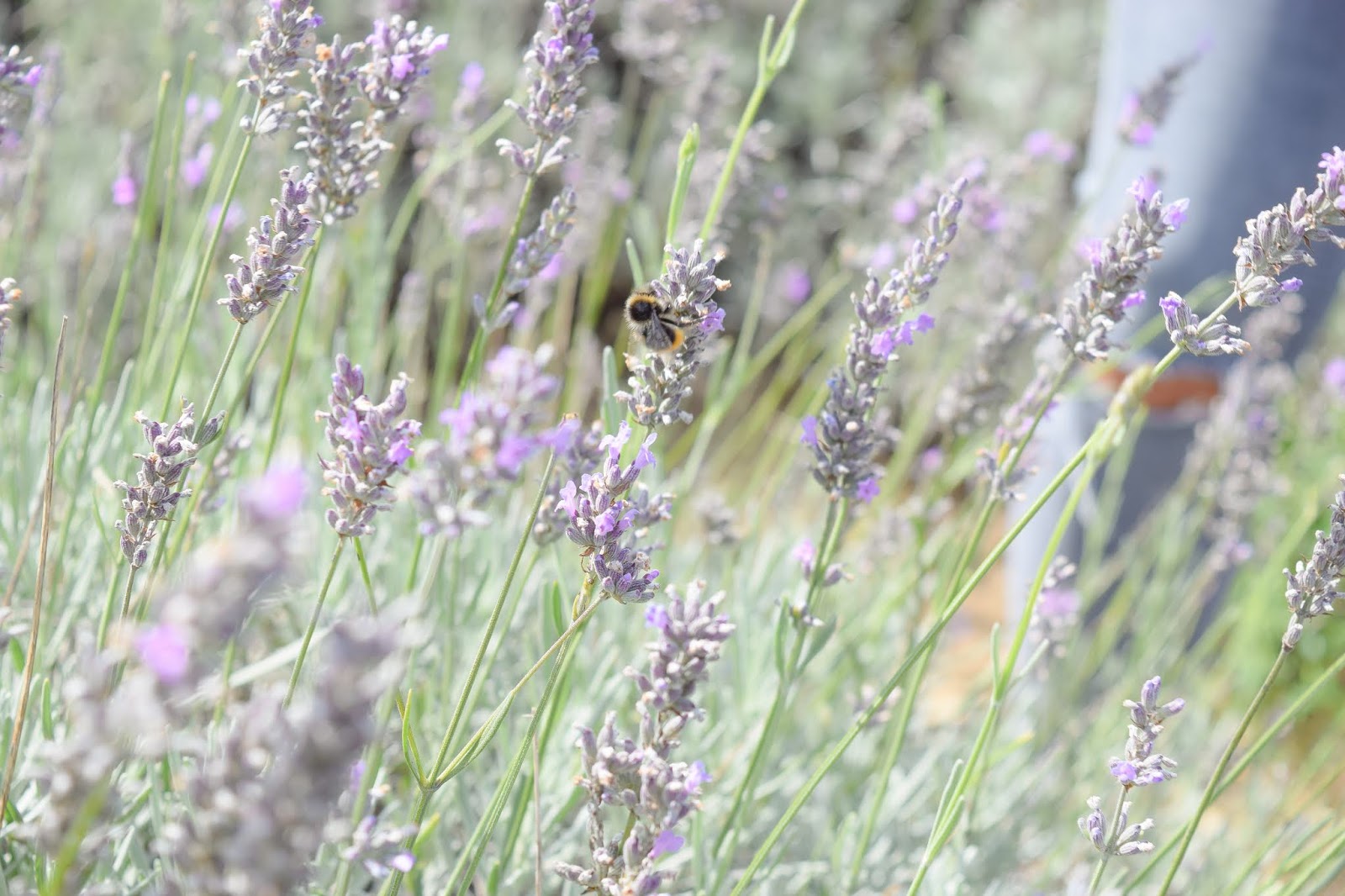 A close up photograph of a yellow and black bumblebee on a lavender head.