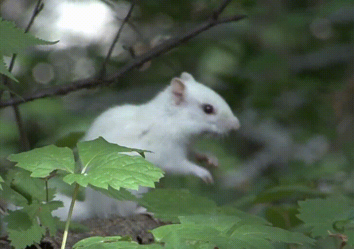 설악산 흰다람쥐 - 꾸르