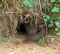 Like Alice I headed down the hole. https://commons.wikimedia.org/wiki/File:Rabbit_burrow_entrance.jpg