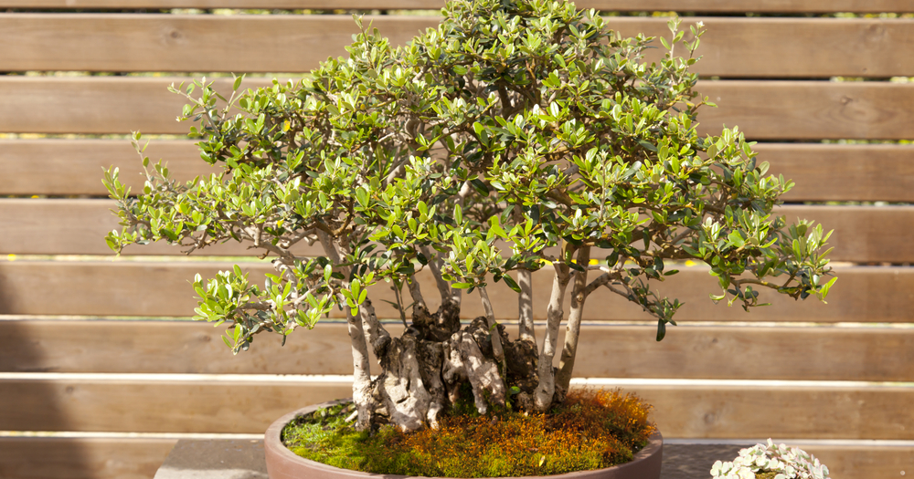 Panduan perawatan untuk pohon Bonsai  Zaitun Olea europaea 