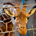 (ΚΟΣΜΟΣ)Πέντε χιλιάδες ζώα σκοτώνουν τα ζωολογικά πάρκα της Ευρώπης