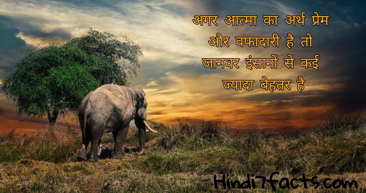 essay on animals freedom in hindi