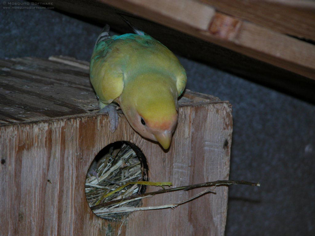 Bird In Everything Lovebird Nest Box