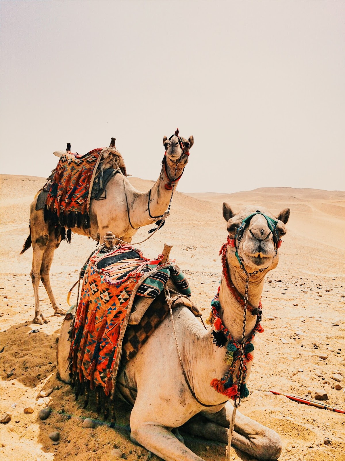 Two camel rest after a long journey in the desert. Two camel rest after a long journey in the desert.