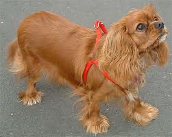 World Best Dog Breeds: Cavalier King Charles Spaniel United kingdom top