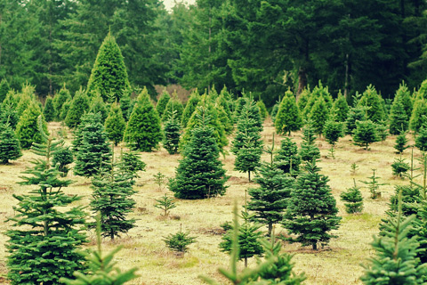 Christmas tree farm bug prevention