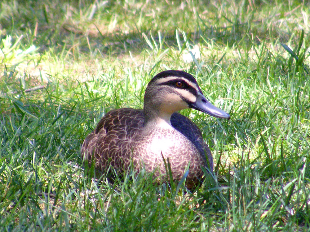 Days on the Claise This Little Black Duck