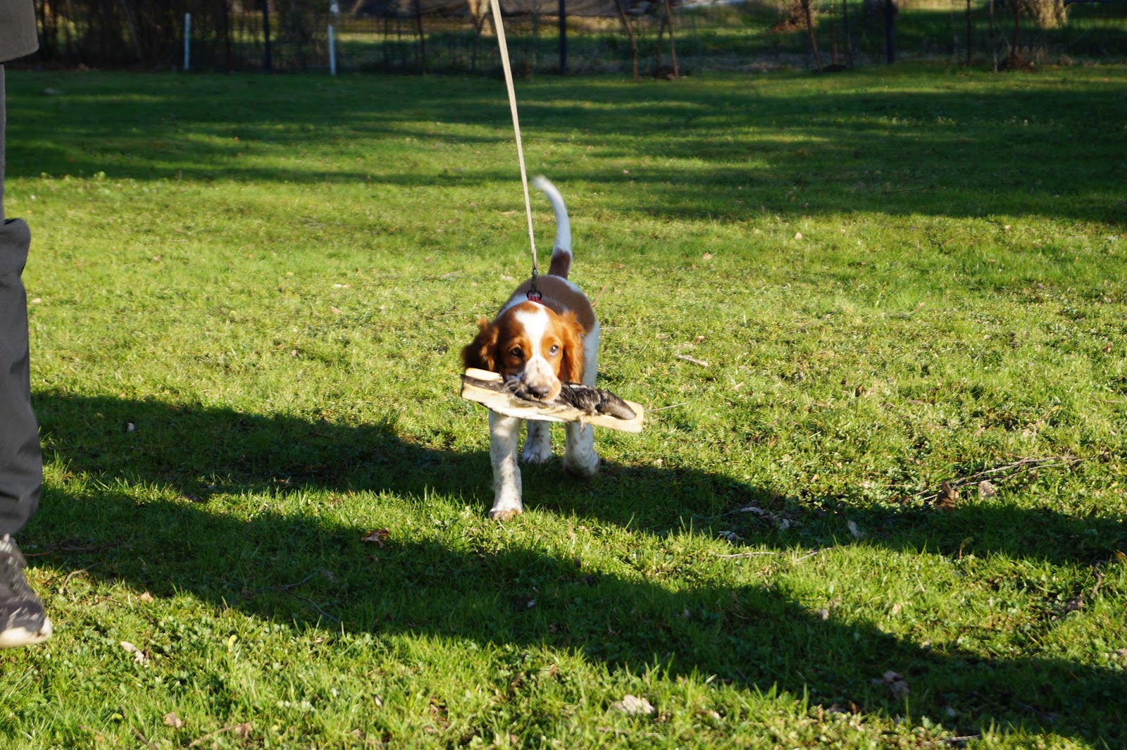 jangas-walesinspringerspanielit-taipparitreeneiss-iso-lauma-punavalkoisia