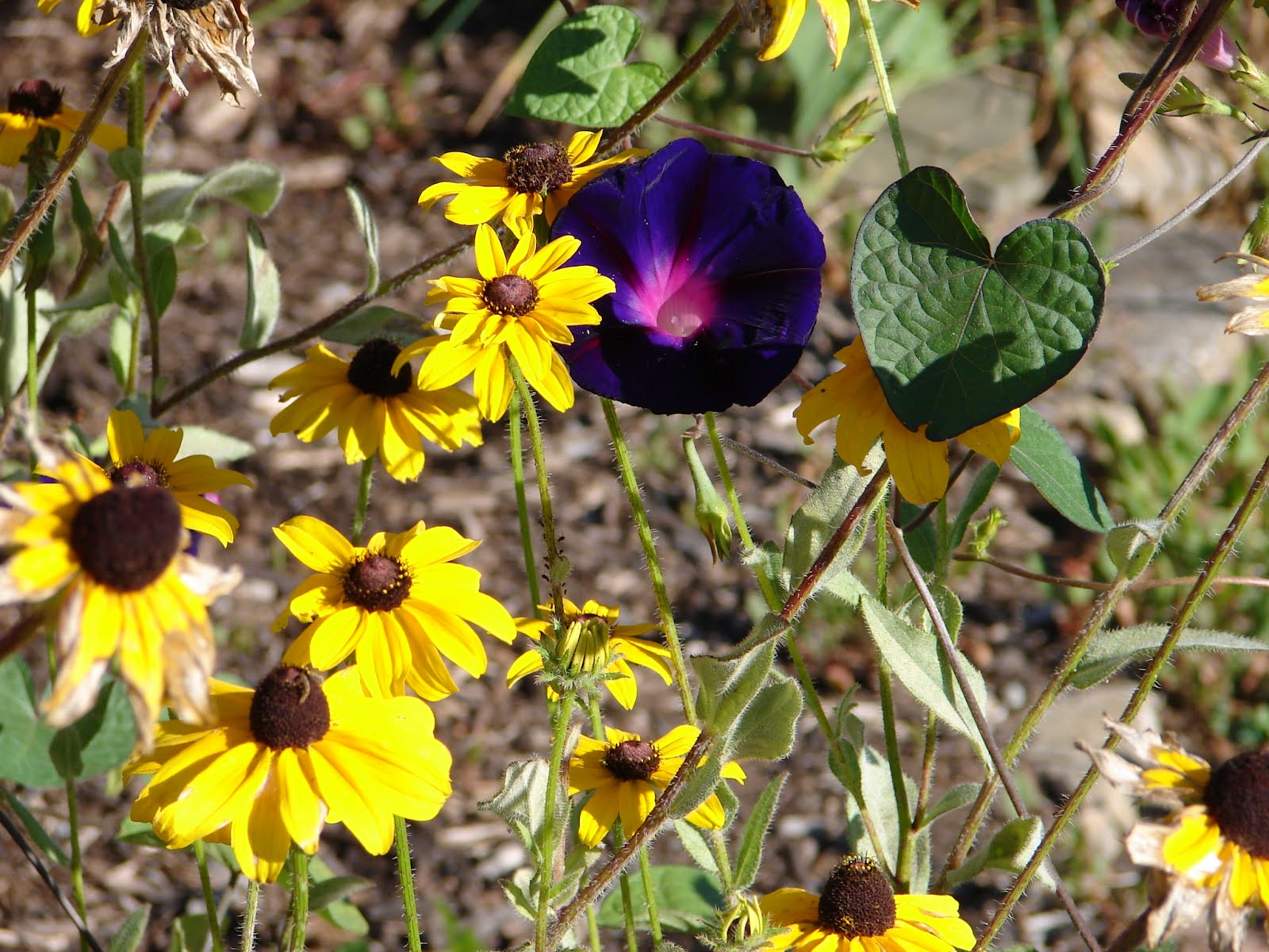 One Love Farm Morning Glory
