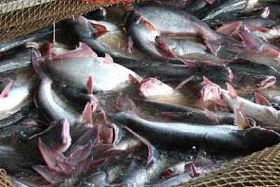 Inilah Jenis Budidaya Ikan Yang Paling Menguntungkan Saat Ini