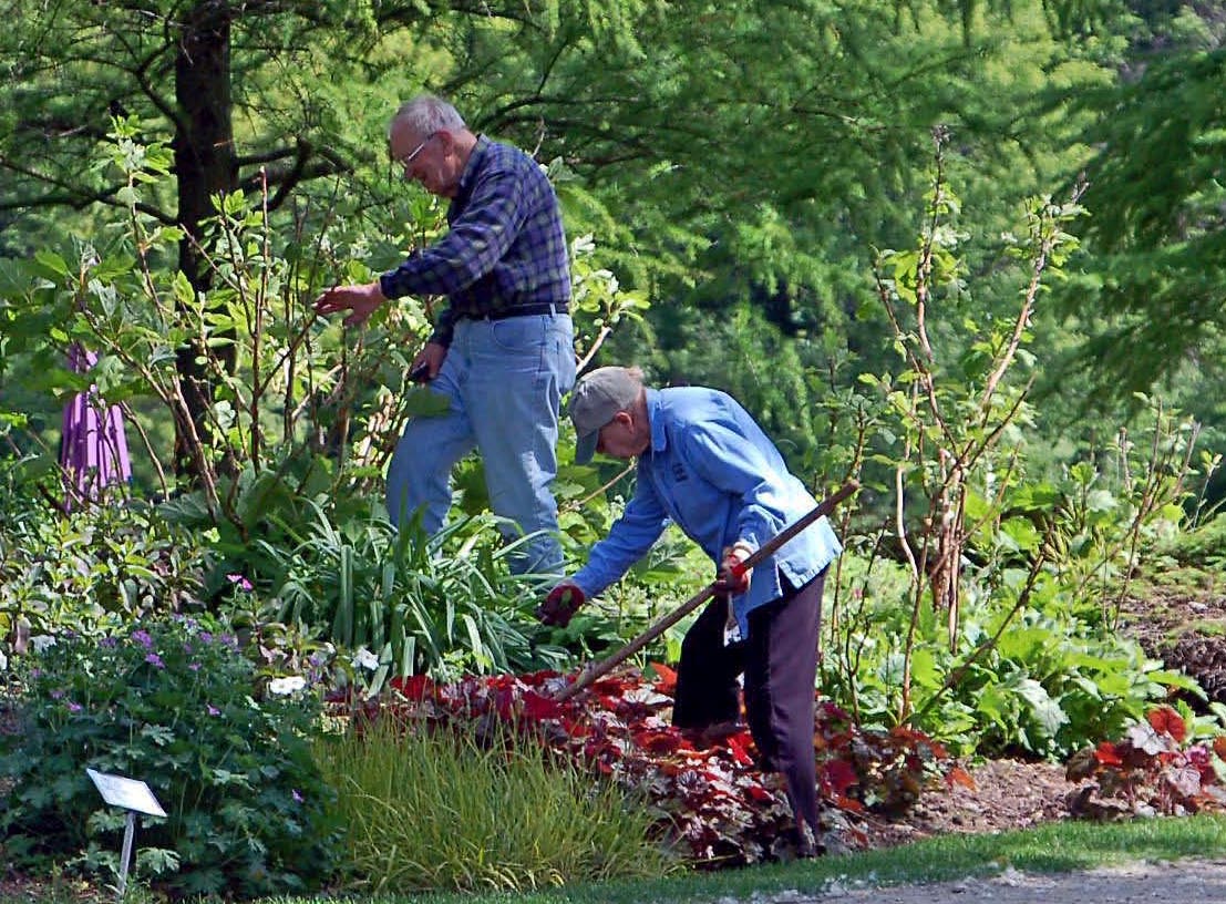 Washingtongardener Native Spotlight Fothergilla