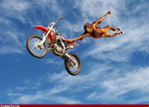 monkey driving motorcycle