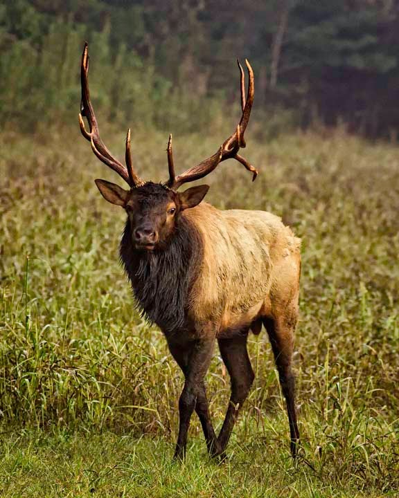 Arkansas Wildlife Photography Hooks in Pasture 10/10 AM