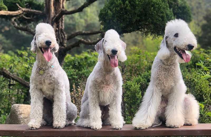Bedlington Terrier - Dog Breed Information