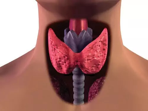 Hypothyroidism & Life Hypothyroidism & Life