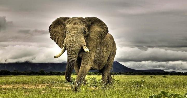 Mengapa Gajah  Sumatera  Semakin Langka  Belajar Sampai Mati