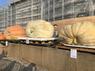 今年一番の巨大かぼちゃと可愛いこびとたち〜世界最大級のかぼちゃ祭り〜