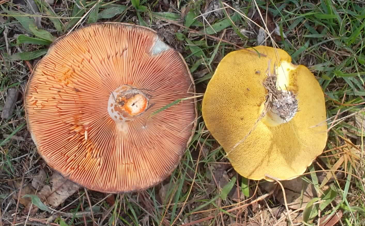 The Reflective Gardener In search of wild mushrooms
