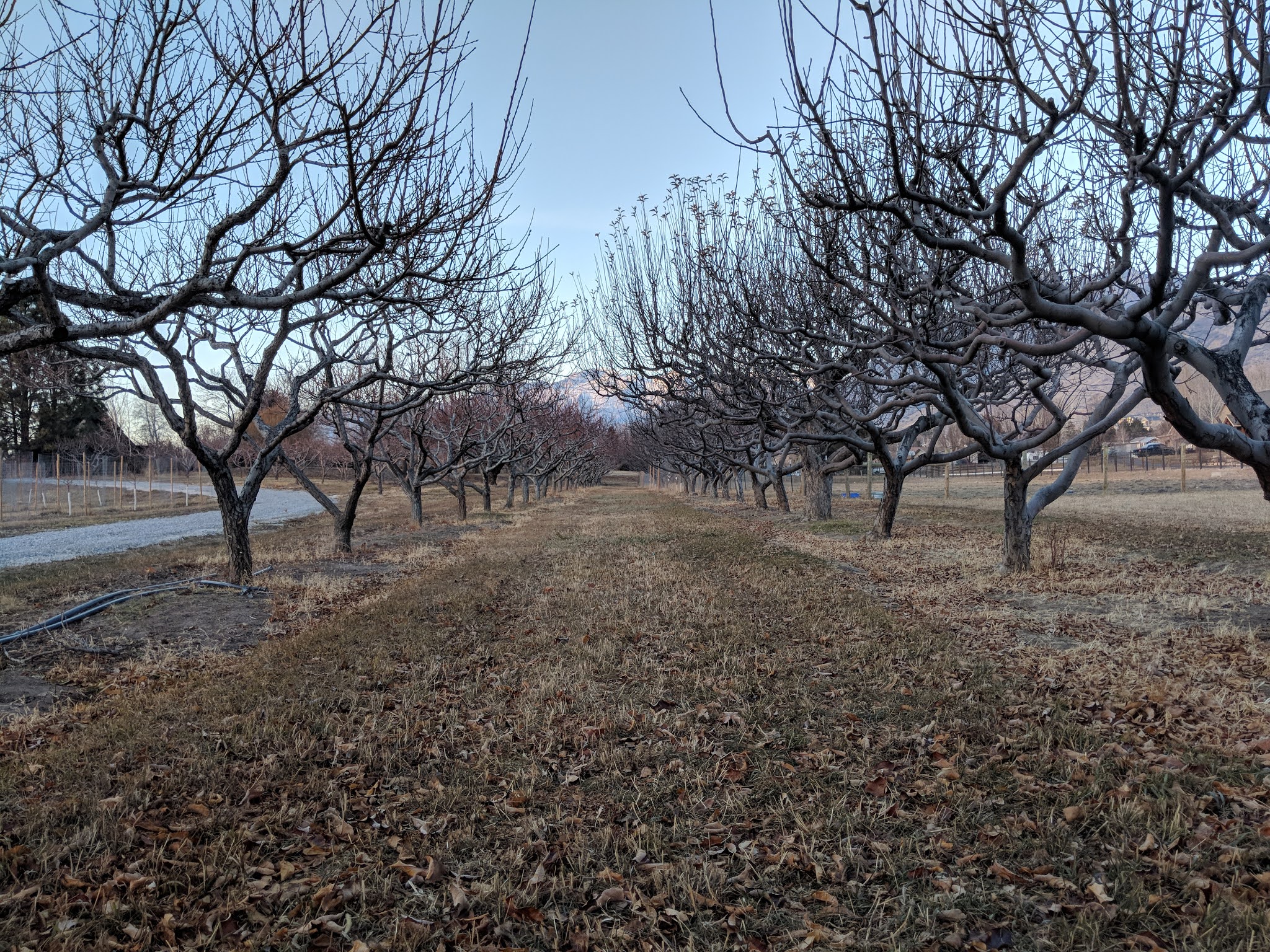 free download pruning fruit trees free download pruning fruit trees