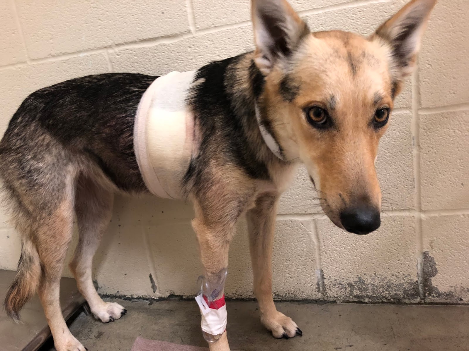 Diamond Dogs Racing Hazel's Story, Part 2 the Making of a Sled Dog