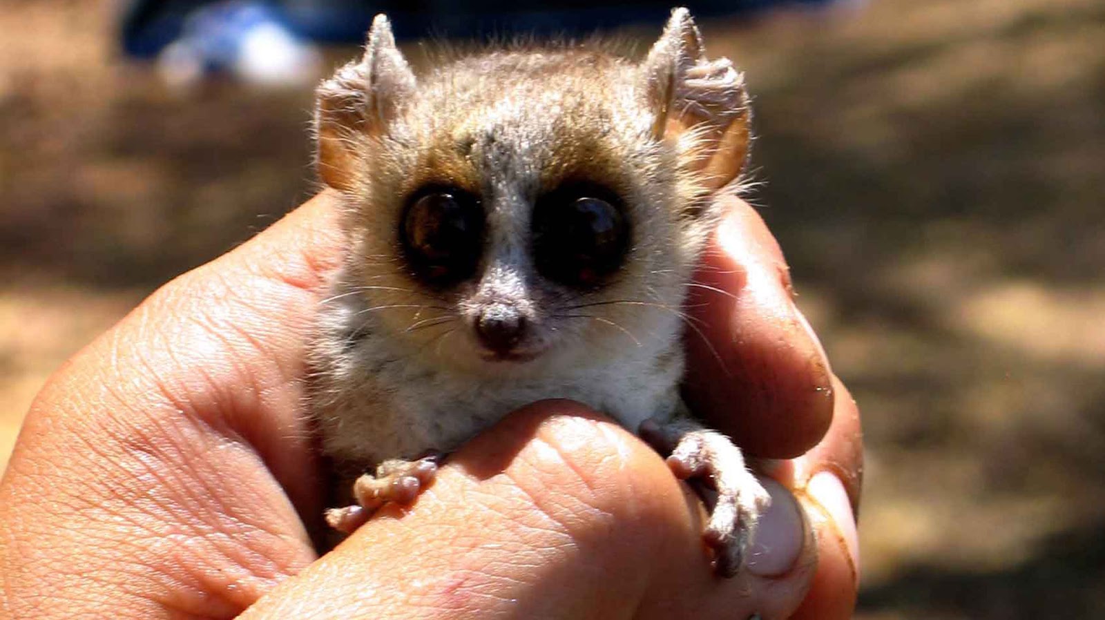 Lista de 10 animales más pequeños Lista de 10 animales más pequeños