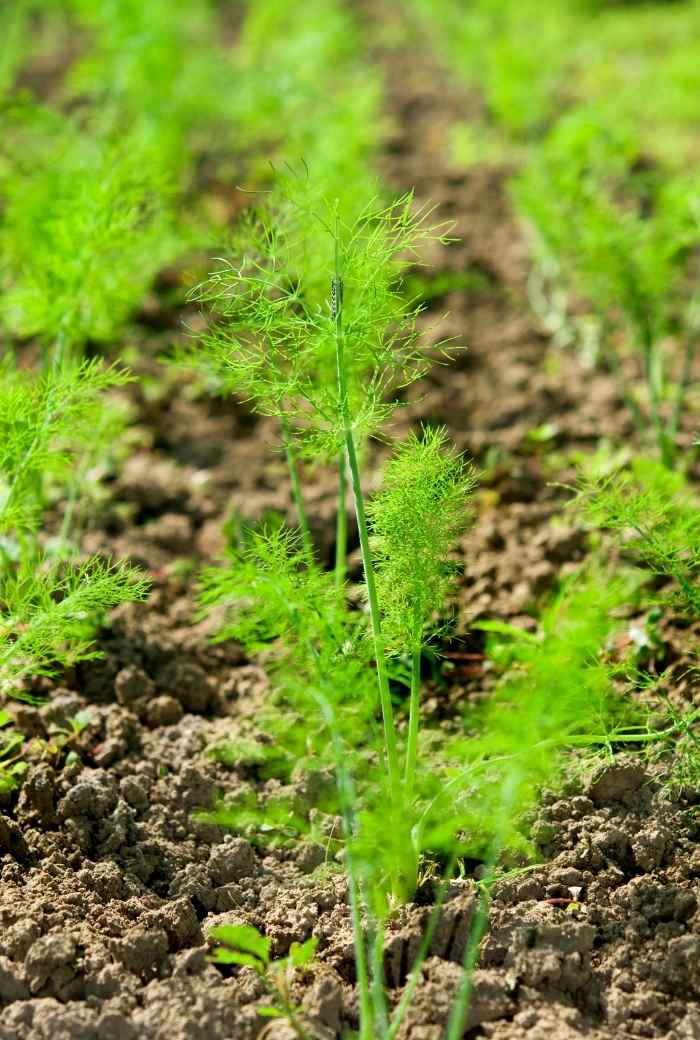 How to Grow Herbs for Tea + List of Herbs for Tea Koti Beth