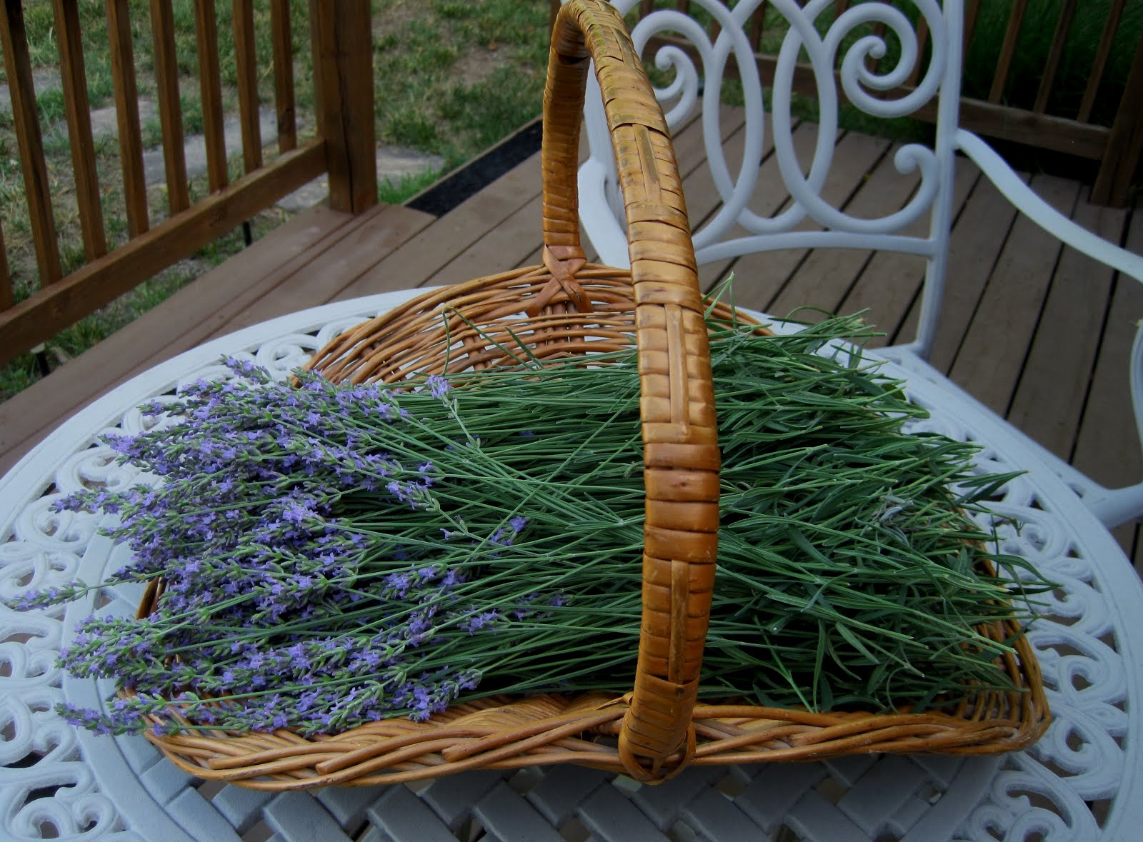 Lavender Harvest. . .