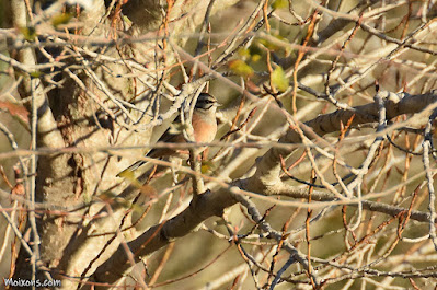 Sit negre (Emberiza cia)