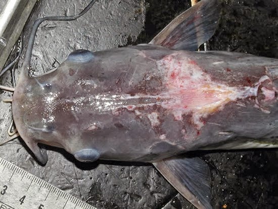 How To Identify, Handle & Manage Fish Diseases (Get a Business Plan) How To Identify, Handle & Manage Fish Diseases (Get a Business Plan)