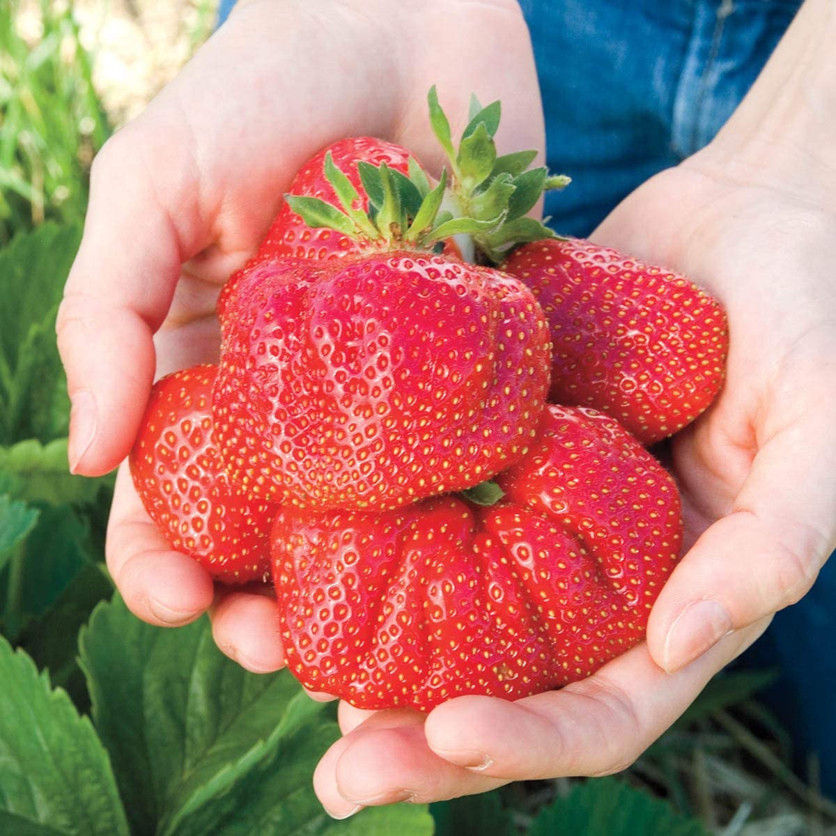 Whopper Strawberries are hardy, prolific plants that produce dozens of sweet, delicious berries as big as peaches
