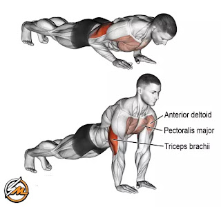 5 Effective Exercises to Have Muscular Arms