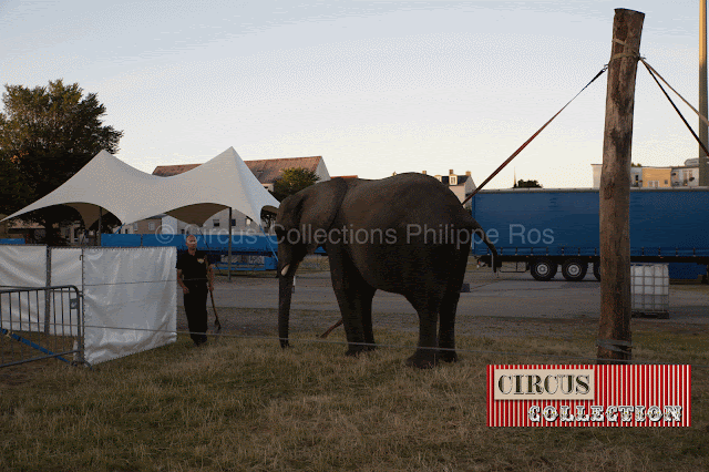 éléphant d'Afrique du Circus Carl Busch 2013