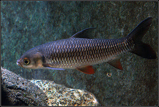 Klasifikasi dan Morfologi Ikan Jelawat (Leptobarbus hoevani)