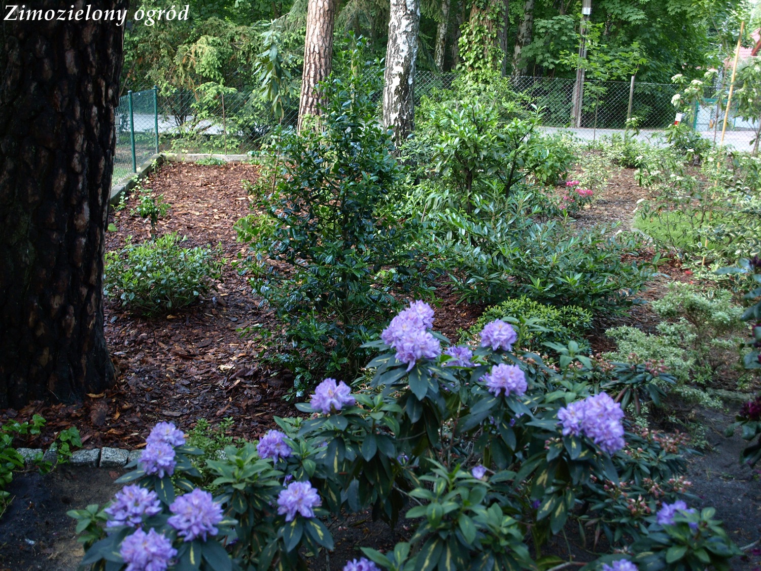 Zimozielony Ogrod Pieris Japonski Flaming Silver