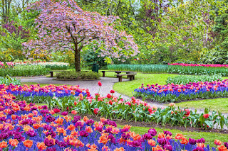 Colorful flowers in spring season 