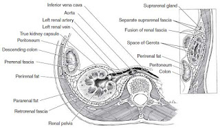 Perinephric Abscess anatomy